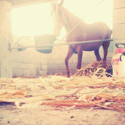 minnieJenni's profile picture. 