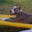dgilldog's profile image