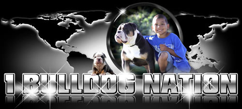 Great looking dogs, thick bones, bully, one of a kind puppies, registered with IOEBA, family of dogs and kids.