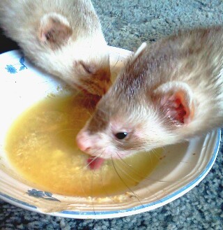 TheNinjaFerrets's profile picture. Mishka and Meeko. They're ninja ferrets. Whilst i'm asleep they burrow through the blankets all sneaky like. Then they attack my unsuspecting toes.