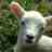 Lammy Pie (@lammypie66) Twitter profile photo