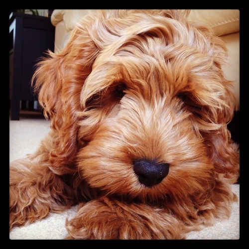 DexterCockapoo's profile picture. I am a red Cockapoo - 8 months old & with my forever home @designsbyisis and @futurefirstFSL