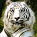 Photography Tips (@my_best_shots) Twitter profile photo