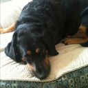 yogidog - @KarenTrace - Twitter