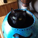 Meredith Silver - @merhsilver - Twitter