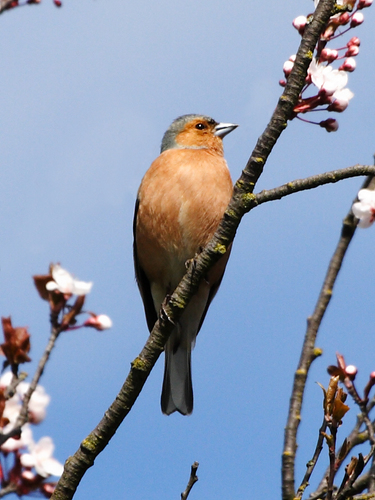 Love photography, birds, british wildlife, animals, garden, health, nutrition, Weymouth, Dorset. Have ME/CFS, Based in L.B. Hillingdon, Middlesex. UK