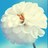 Nony_Saad's profile image