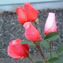 Barbara Page - @BarbPage - Twitter