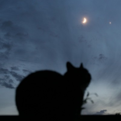 nicfleet's profile picture. It may look like I'm doing nothing, but at the cellular level I'm really quite busy...