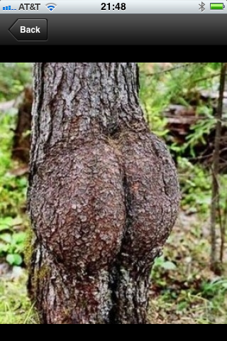 Tree Up Ass 121