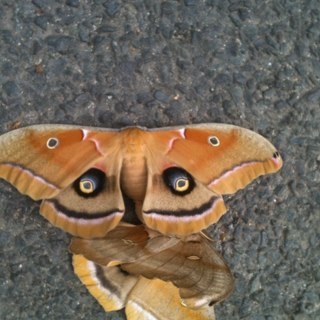 stehles's profile picture. 