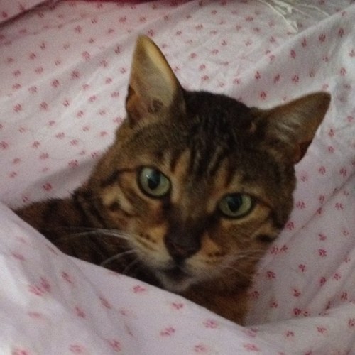 ProprGirl's profile picture. 