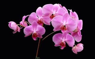 DebbieHerman22's profile picture. 