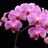 DebbieHerman22's profile image