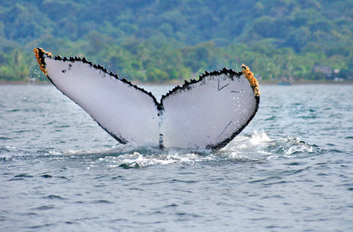 Viaja por Colombia, ahora mas barato que nunca! #Tiquetes #Turismo #Colombia