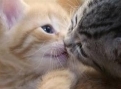 I enjoy Volunteering, my cats, family, and making new friends. Follow me for a follow back.  Thank you kindly.