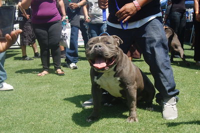 WE BREED SOME OF THE TOP XL AMERICAN BULLIES IN THE NATION