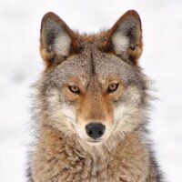 tadashi (@siogorilla) Twitter profile photo