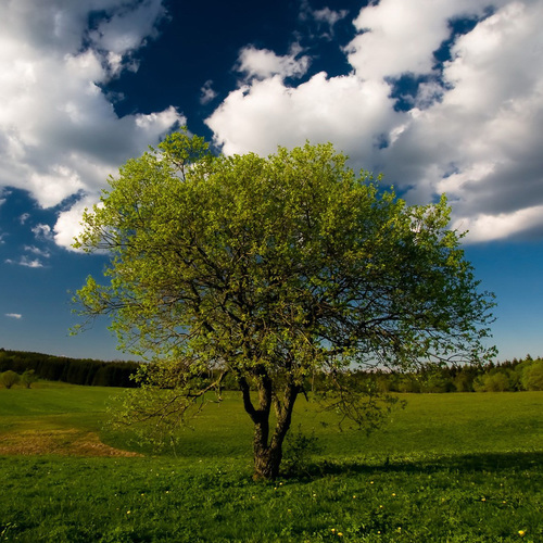 Здесь пишет @andreykabilov - «Древо поэзии» POETREE.RU - творческий процесс, осмысление жизни через искусство, культуру и религию.