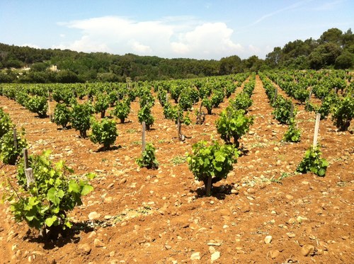 I am a simple wine lover. I live and work in Manhattan, and have a blog where I record my thoughts on wine. http://t.co/Cu72xocDWv