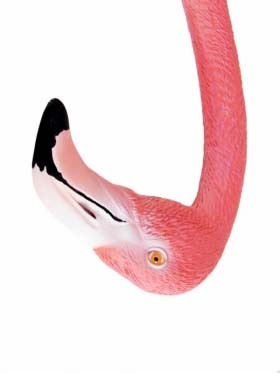 CommBall2012's profile picture. Comm Ball for @ygaps - sponsored by @UndertowMedia @happylabco, @DJWarehouse, RA Printing, @CheekyRascalCdr, @mamorchocolates and @OrganicBlossom