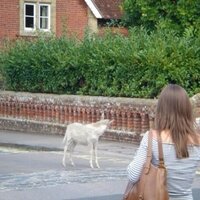 Danielle Lloyd (@dratcliffelloyd) 's Twitter Profile Photo