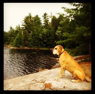 DogFriendlyPLNT's profile picture. A community-based organization helping to build a more dog-friendly planet.