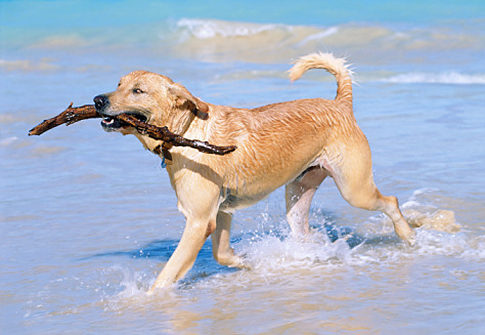 Things to Do with Dogs.  (Fetching, Biking, Skijoring, Running, etc.  LImitless things to do with man's best friend.)