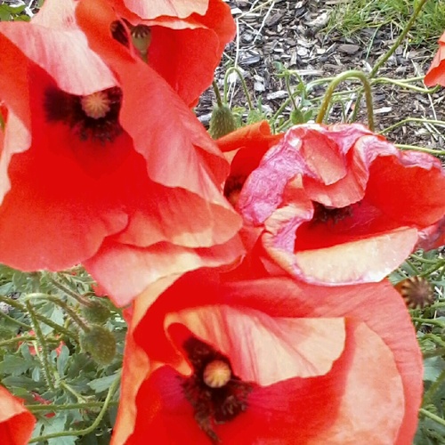 sonjaratel's profile picture. 