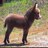 Irmak_Cosar's profile image