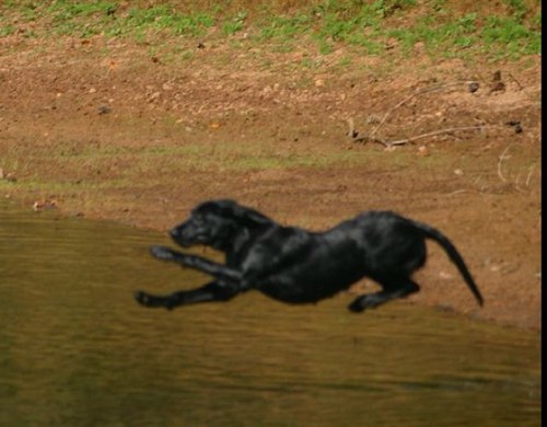 Crownjoel's profile picture. 