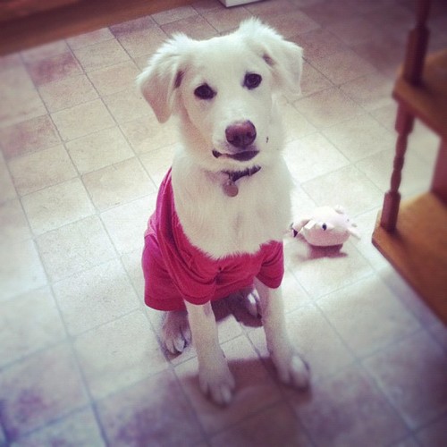 I like eating dead animals, sprinting, barking at the pond and play-biting.