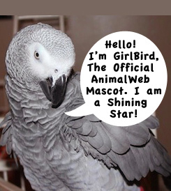 animal_web's profile picture. AnimalWeb.com is an animal and pet resource offering all kinds of great info. Join in on the educational fun. Website will be launching any time now! Yay!