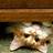 FotinhosDeGato's profile image