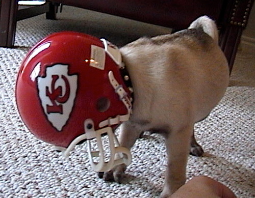 I've been told my tweets get a little excessive on Sundays, #chiefs Certified Ciucc, pronounnced Chooch. Former Bubblehead, SSN-707