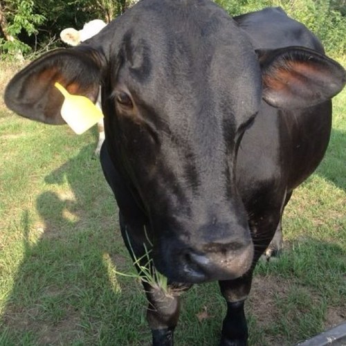 PursifullRanch's profile picture. North East Texas family-owned/operated #cattle ranch breeding registered #brangus. @TSCRA, IBBA @GoBrangus member