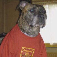 Bernard(@thedogsbollock) 's Twitter Profile Photo