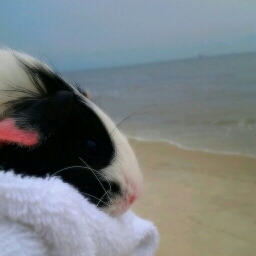 I am a sweet, loving little guinea pig. Follow me!