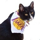 MrTibbsMeow's profile picture. #Resistance Cat. Prefer hairballs to Trump and Republicans.They call me Mister Tibbs. My mother says I'm the cats meow. #HoldTheSenate #SaveScotus