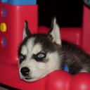 Amber Herman - @Ghine_AHerman - Twitter