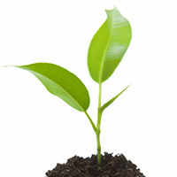 LivingWebsites's profile picture. Looking for a website that never grows old? Ask us how...