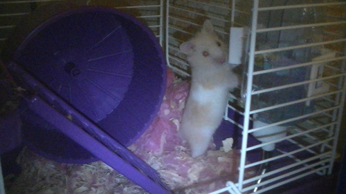 Hi! I'm Shikari the hamster! I like to run on my wheel all fucking night and make ninja escapes! I also follow back because I love my followers!