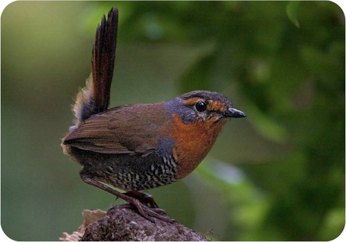 Chucao_al_sur's profile picture. 