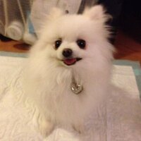DNA (@peterliujob) 's Twitter Profile