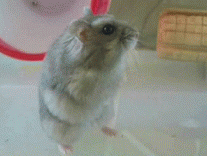 fretrock's profile picture. KISSARMY歴46年のオッサンです。