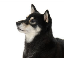 犬も大好き管理人「Torajiro」と「Caro」が、お気に入りの犬動画を公開していきます。