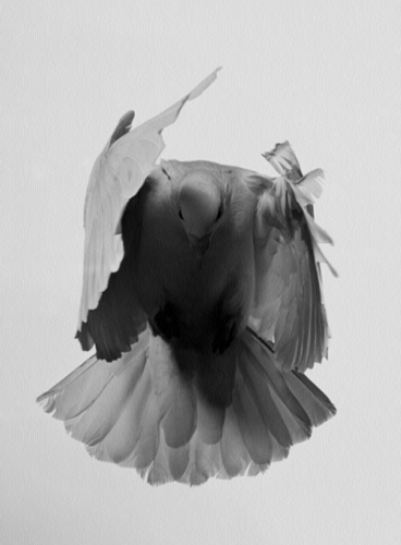 Spiritguide_'s profile picture. My soul purpose is to aid in the expansion of consciousness through the spiritual development of others & I have made the twitter-verse my avenue of service.