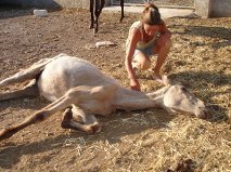 paardinnoodspan's profile picture. Wij vangen verwaarloosde paarden op in Spanje.
Onze website http://t.co/Pq0ufAbj
Of ga naar http://t.co/ls36xNDN