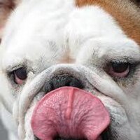 Warsash Dog Walkers (@wdogwalkers) 's Twitter Profile