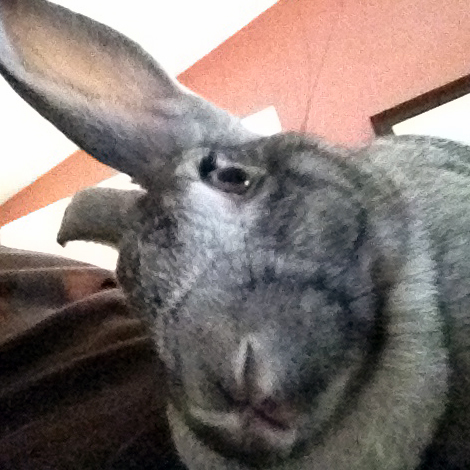 BunnyXmas's profile picture. 